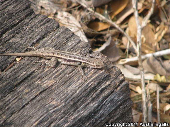 Texas Rose-bellied Lizard (Sceloporus variabilis marmoratus)