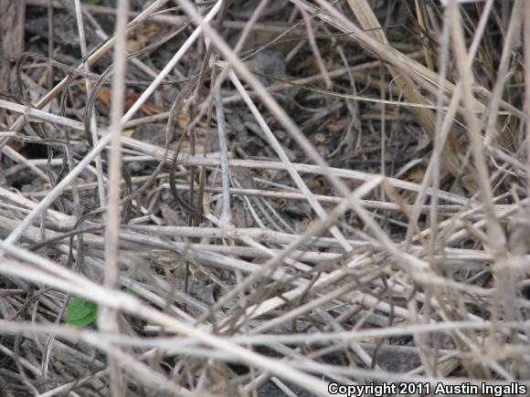 Texas Rose-bellied Lizard (Sceloporus variabilis marmoratus)