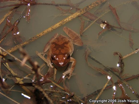 Spring Peeper (Pseudacris crucifer)