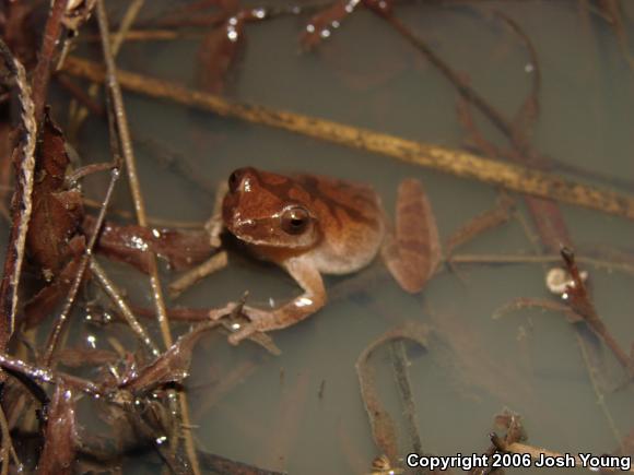 Spring Peeper (Pseudacris crucifer)