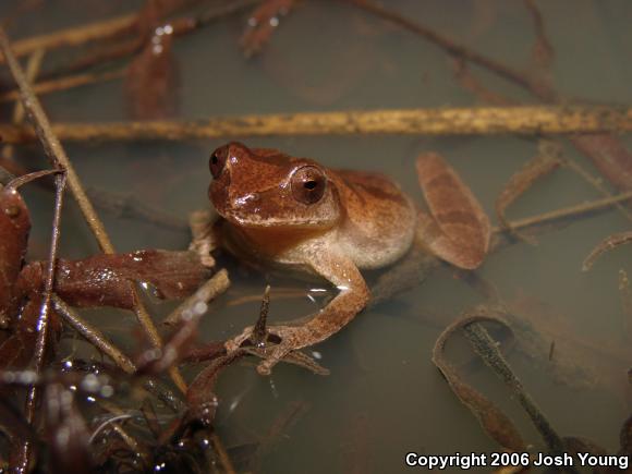 Spring Peeper (Pseudacris crucifer)