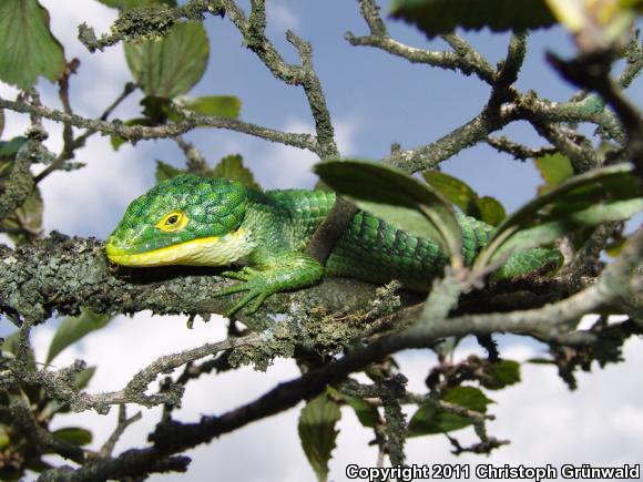 Sierra De Tehuacan Arboreal Alligator Lizard (Abronia graminea)