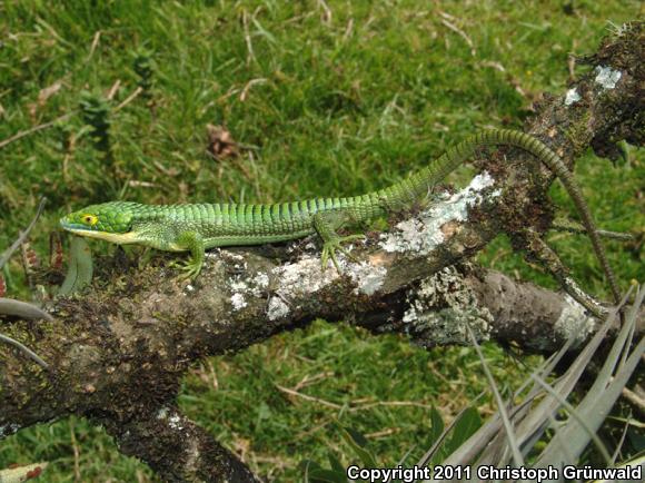 Sierra De Tehuacan Arboreal Alligator Lizard (Abronia graminea)