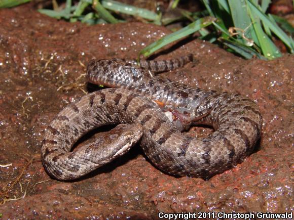 Cross-banded Mountain Rattlesnake (Crotalus transversus)