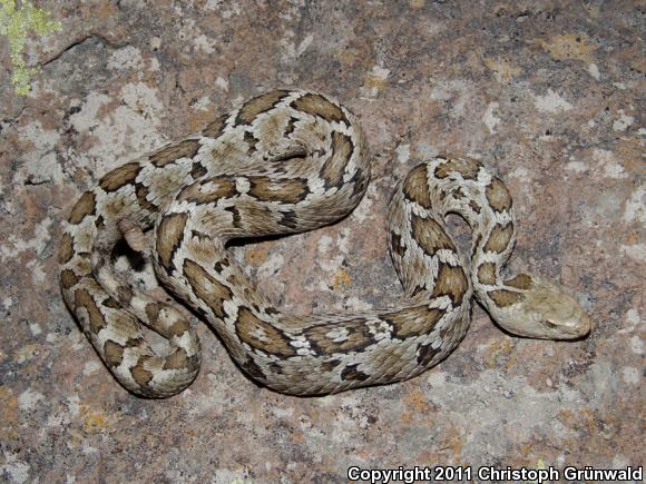 Mexican Massasauga (Crotalus ravus ravus)