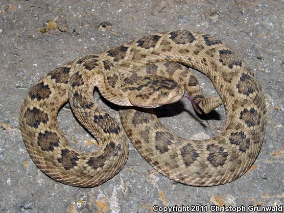 Salvin's Rattlesnake (Crotalus scutulatus salvini)