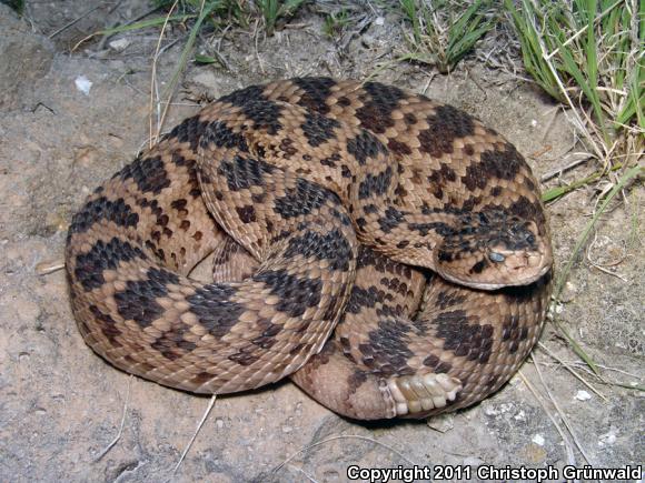 Salvin's Rattlesnake (Crotalus scutulatus salvini)