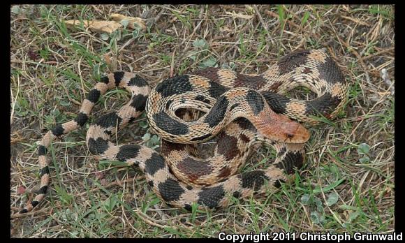 Northern Mexican Bullsnake (Pituophis deppei jani)