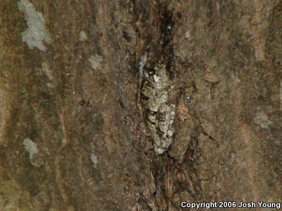 Cope's Gray Treefrog (Hyla chrysoscelis)