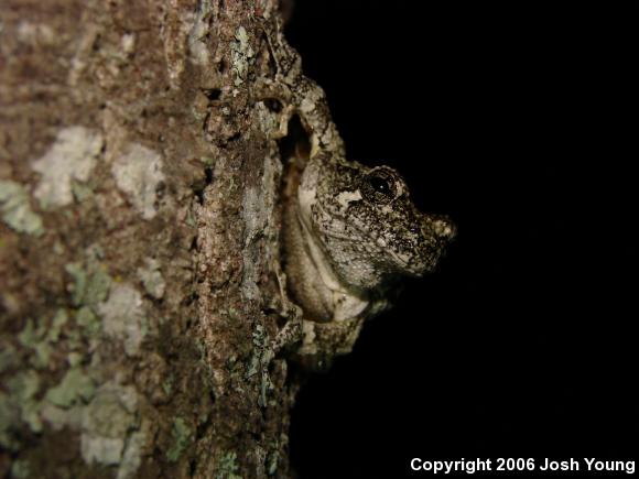 Cope's Gray Treefrog (Hyla chrysoscelis)
