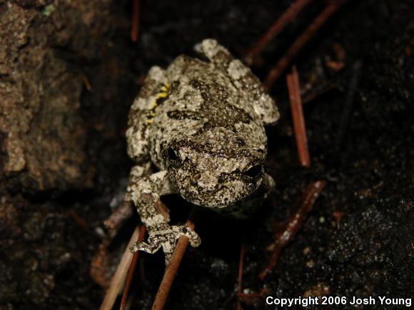 Cope's Gray Treefrog (Hyla chrysoscelis)