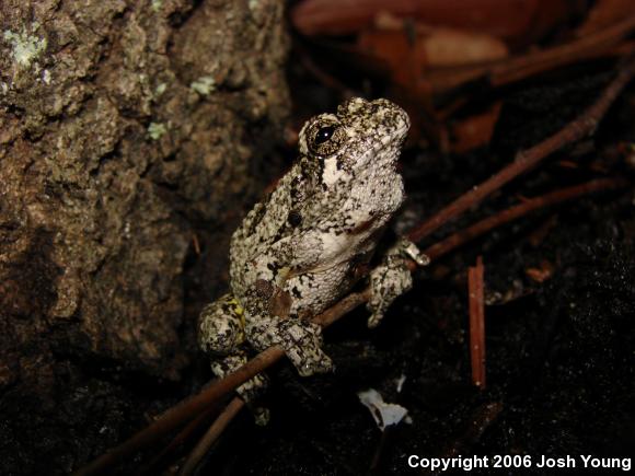 Cope's Gray Treefrog (Hyla chrysoscelis)