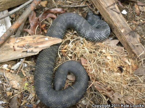 Eastern Hog-nosed Snake (Heterodon platirhinos)