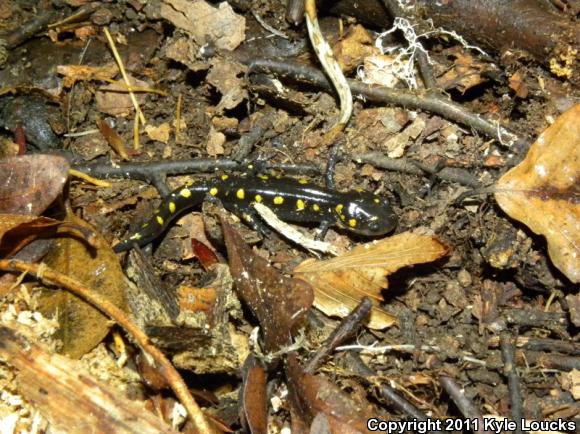 Spotted Salamander (Ambystoma maculatum)