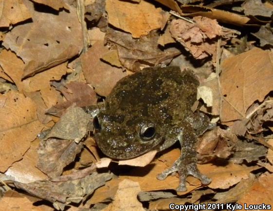 Cope's Gray Treefrog (Hyla chrysoscelis)