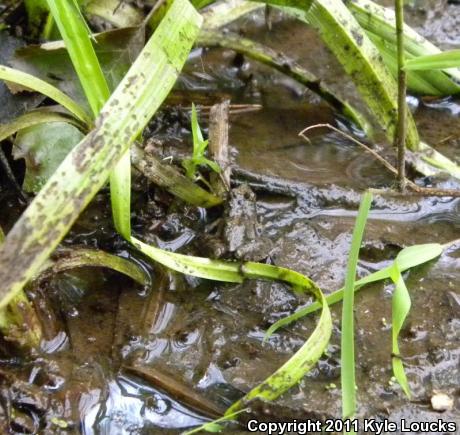 Eastern Cricket Frog (Acris crepitans crepitans)