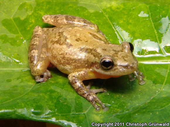 Stauffer's Long-nosed Treefrog (Scinax staufferi)