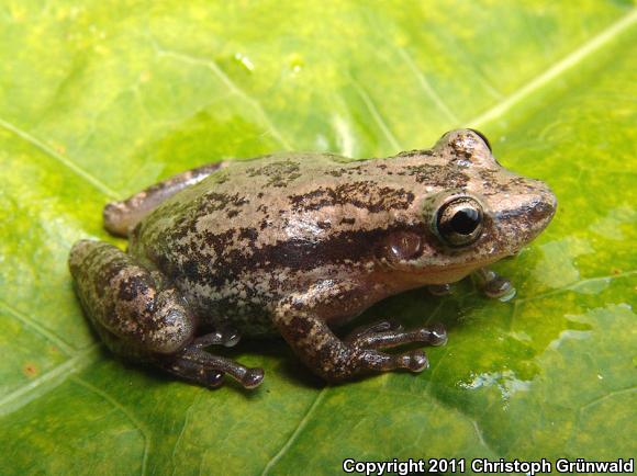 Stauffer's Long-nosed Treefrog (Scinax staufferi)