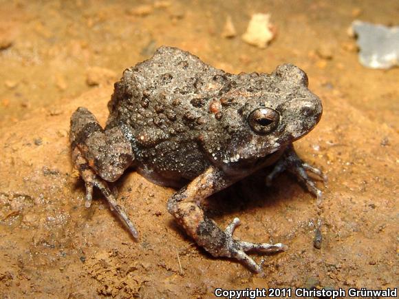 Túngara Frog (Engystomops pustulosus)