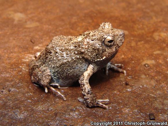 Túngara Frog (Engystomops pustulosus)