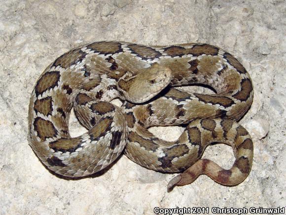 Mexican Massasauga (Crotalus ravus ravus)