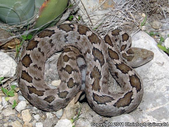 Mexican Massasauga (Crotalus ravus ravus)