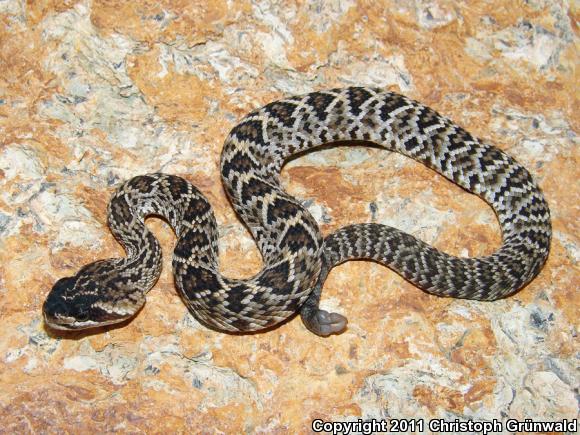 Oaxacan Black-tailed Rattlesnake (Crotalus molossus oaxacus)
