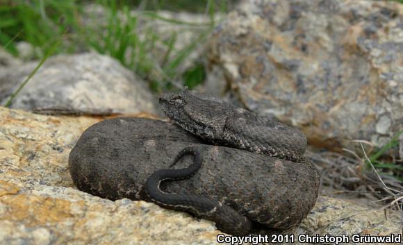 Blacktail Hog-nosed Pitviper (Ophryacus melanurum)