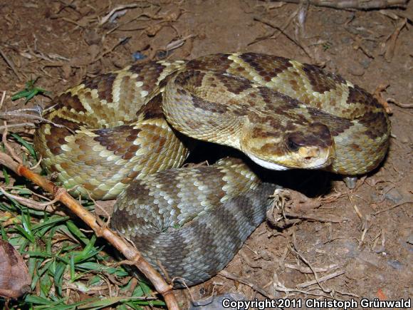 Oaxacan Black-tailed Rattlesnake (Crotalus molossus oaxacus)