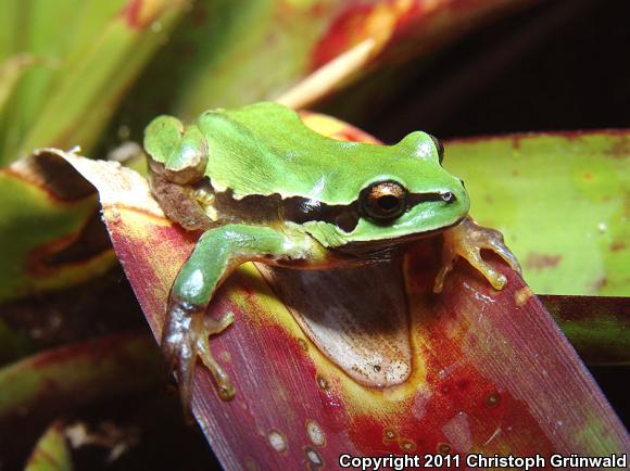 Southern Highlands Treefrog (Hyla euphorbiacea)