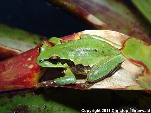 Southern Highlands Treefrog (Hyla euphorbiacea)