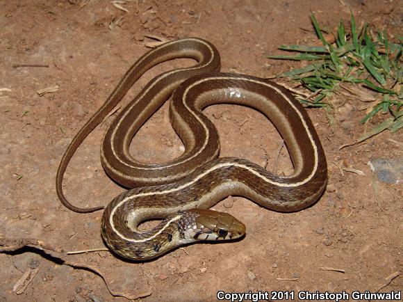 Conant's Gartersnake (Thamnophis conanti)