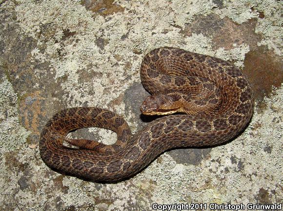 Mexican Dusky Rattlesnake (Crotalus triseriatus triseriatus)