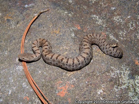 Cross-banded Mountain Rattlesnake (Crotalus transversus)