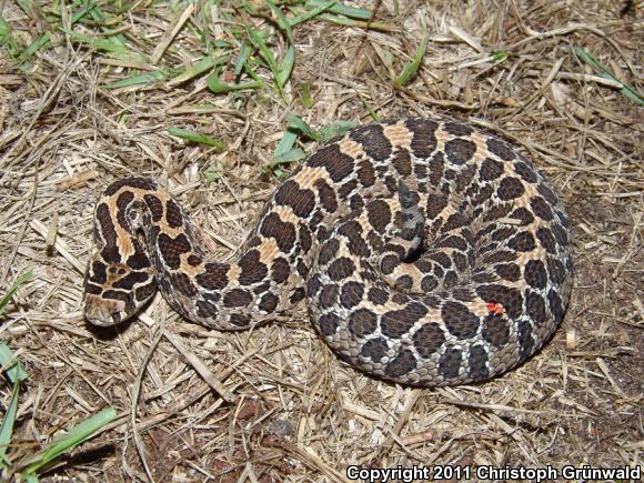 Mexican Lancehead Rattlesnake (Crotalus polystictus)