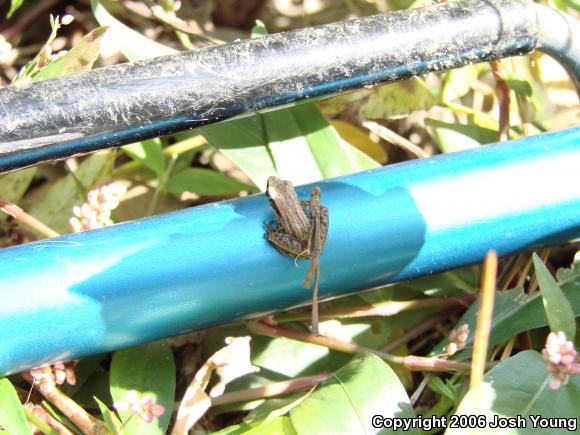 Little Grass Frog (Pseudacris ocularis)