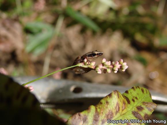 Little Grass Frog (Pseudacris ocularis)