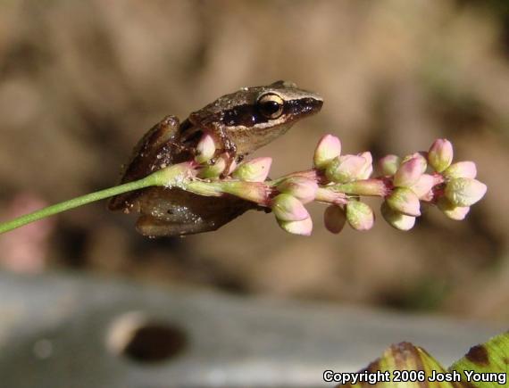 Little Grass Frog (Pseudacris ocularis)