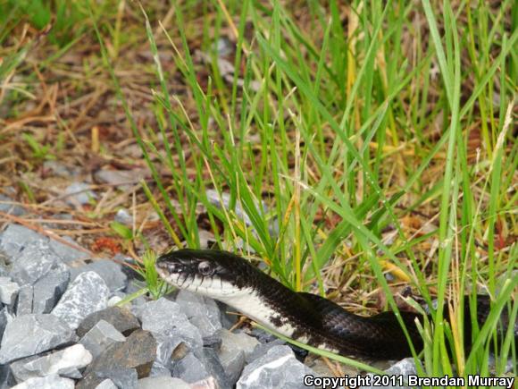 Eastern Ratsnake (Pantherophis alleghaniensis)