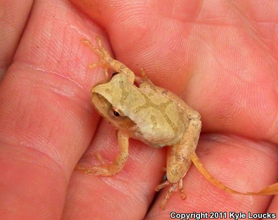 Spring Peeper (Pseudacris crucifer)