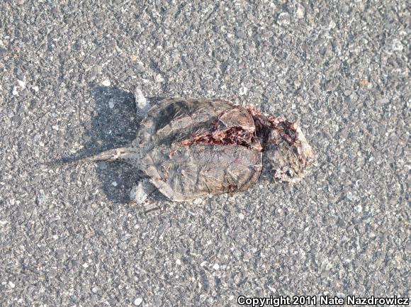 Eastern Snapping Turtle (Chelydra serpentina serpentina)