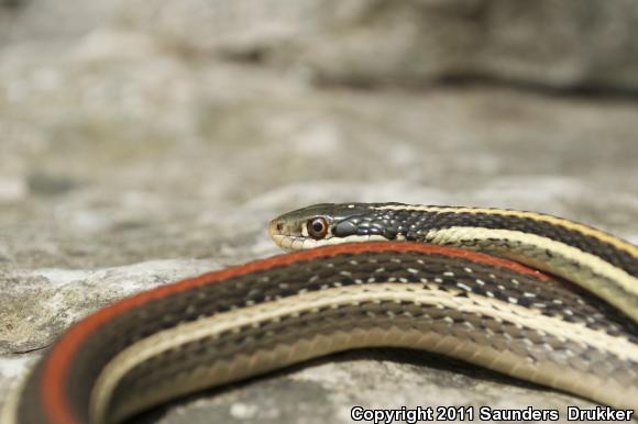 Red-striped Ribbonsnake (Thamnophis proximus rubrilineatus)