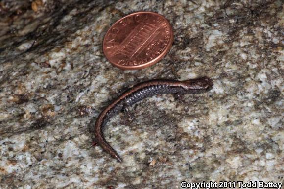 Tehachapi Slender Salamander (Batrachoseps stebbinsi)