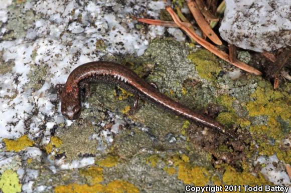 Tehachapi Slender Salamander (Batrachoseps stebbinsi)