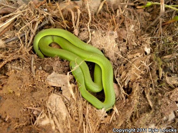 Eastern Smooth Greensnake (Opheodrys vernalis vernalis)