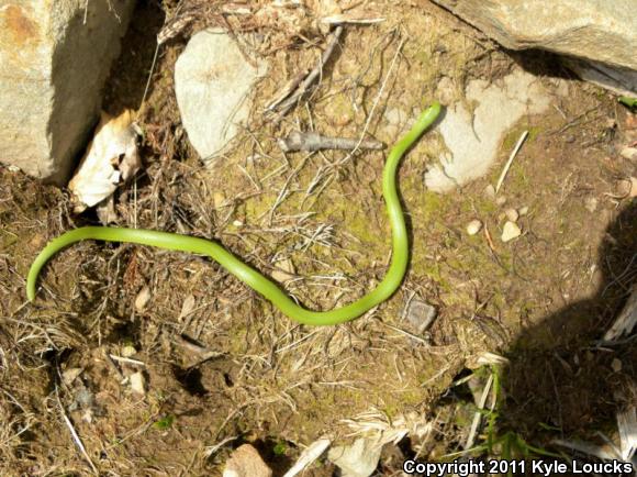 Eastern Smooth Greensnake (Opheodrys vernalis vernalis)