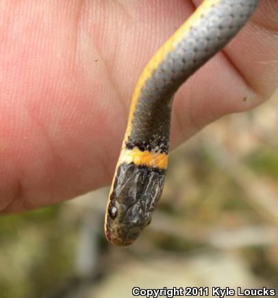 Northern Ring-necked Snake (Diadophis punctatus edwardsii)