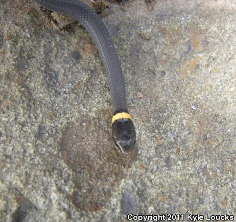 Northern Ring-necked Snake (Diadophis punctatus edwardsii)