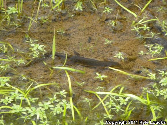 Red-Spotted Newt (Notophthalmus viridescens viridescens)