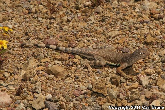 Western Zebra-tailed Lizard (Callisaurus draconoides rhodostictus)